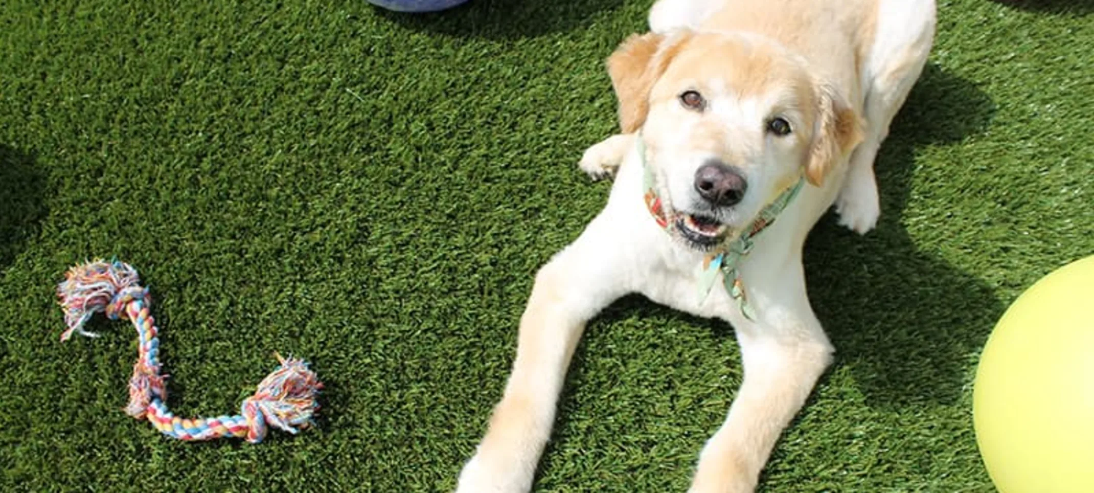 A Dog Lays With Toys